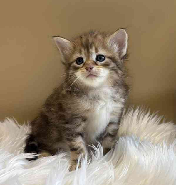 Sibiřský Kocourek s PP  - foto 1