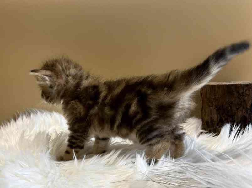 Sibiřský Kocourek s PP  - foto 3