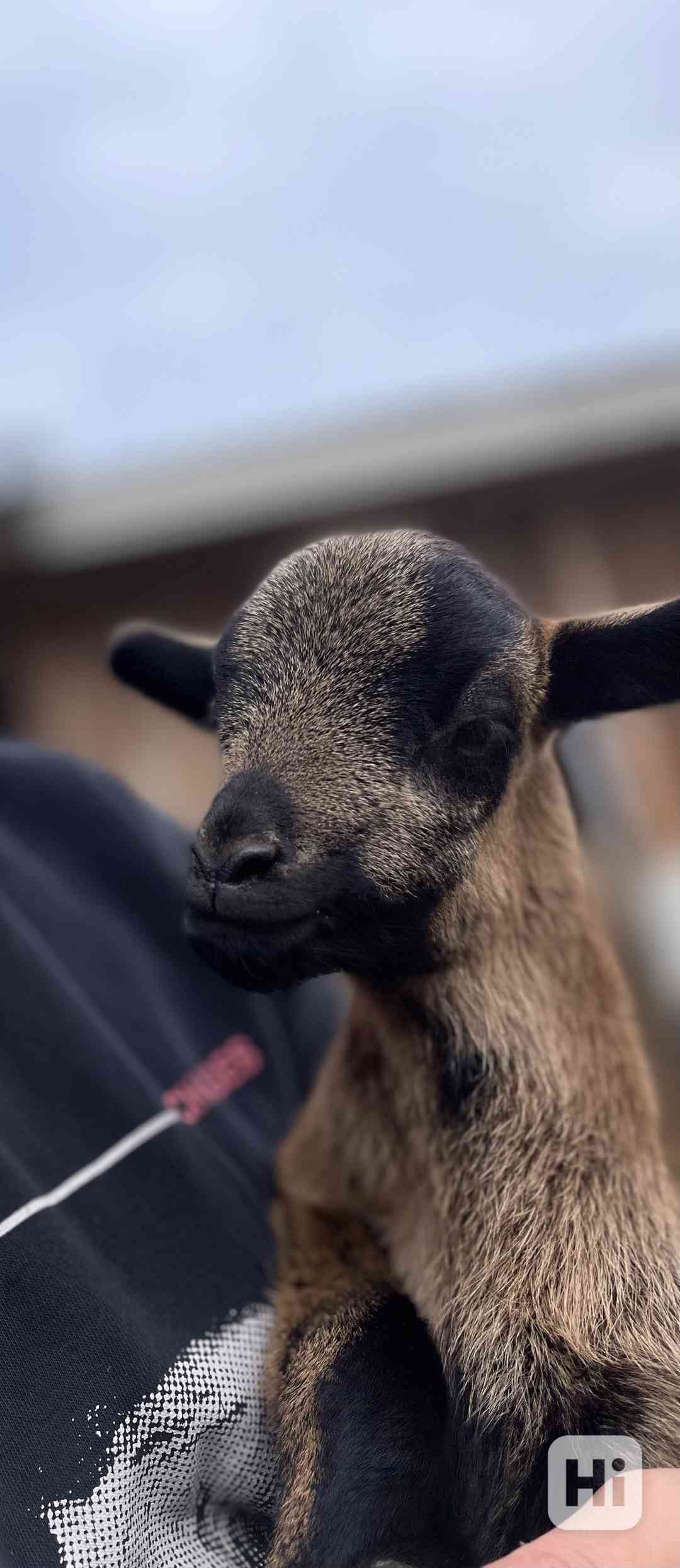 Kamerunský beránek - foto 1