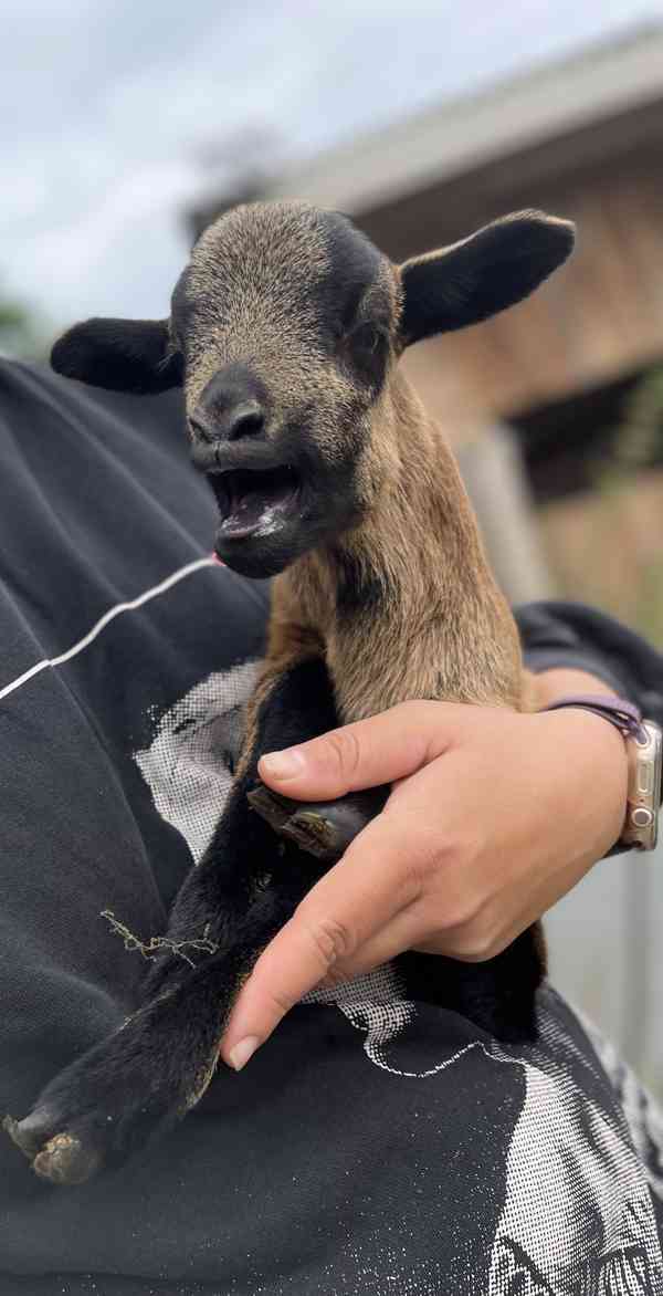 Kamerunský beránek - foto 2