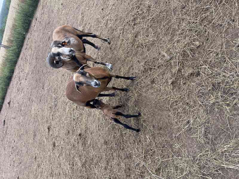 Kamerunský beránek - foto 3