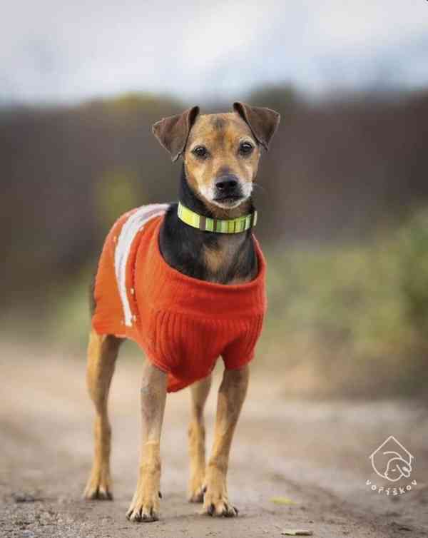 Ruda z útulku Voříškov - foto 4