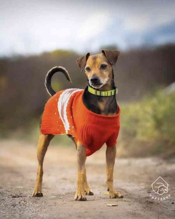 Ruda z útulku Voříškov - foto 3