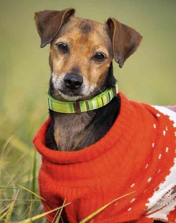 Ruda z útulku Voříškov - foto 2