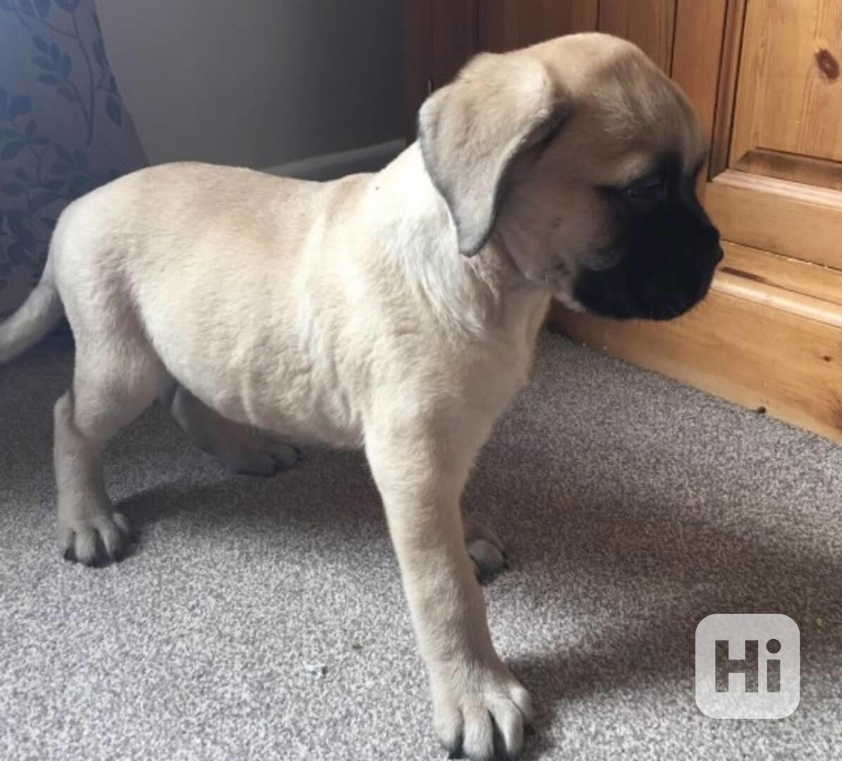 Psi a štěňata bulteriéra Roland. - foto 1