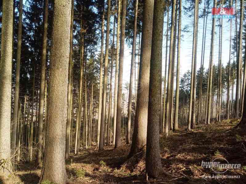 Prodej lesa, 103591 m?, Doudleby nad Orlicí - foto 5
