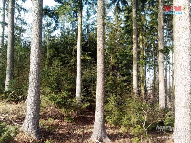 Prodej lesa, 103591 m?, Doudleby nad Orlicí - foto 9