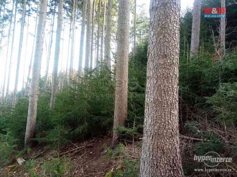 Prodej lesa, 103591 m?, Doudleby nad Orlicí - foto 10