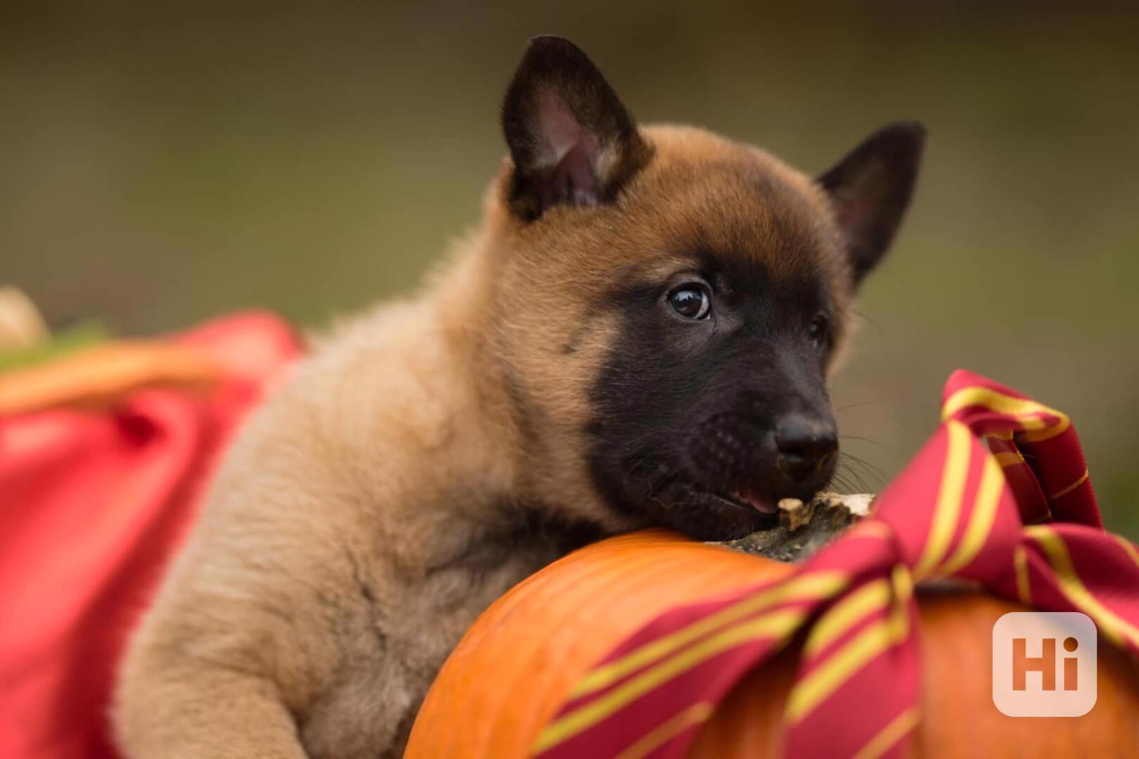 Belgický ovčák malinois  - foto 1