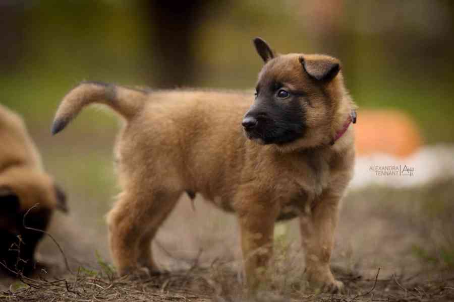 Belgický ovčák malinois  - foto 2