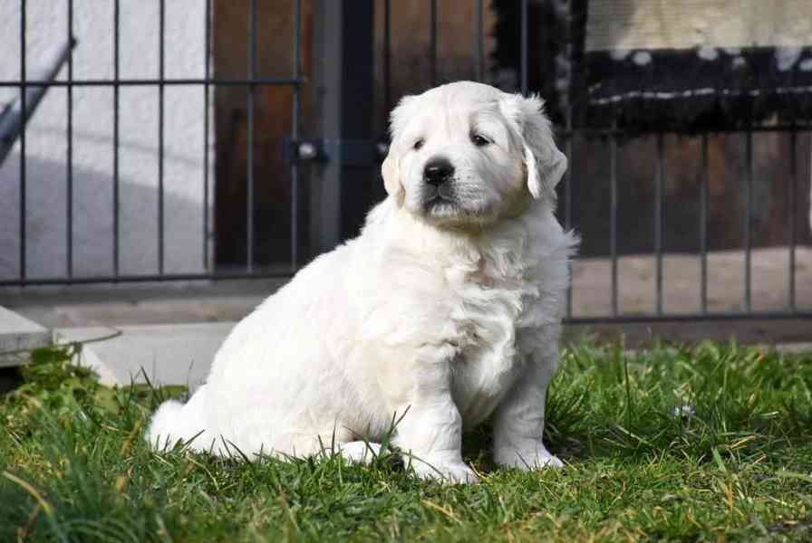 Golden retriever for sale Puppy with pedigree Due to a cance - foto 4