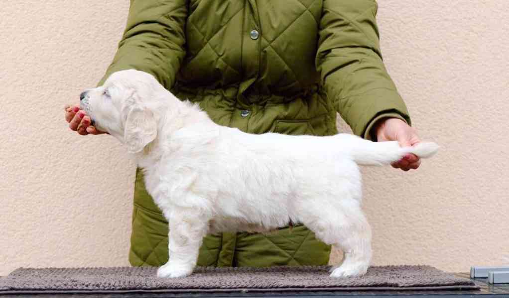 Golden retriever for sale Puppy with pedigree Due to a cance - foto 5