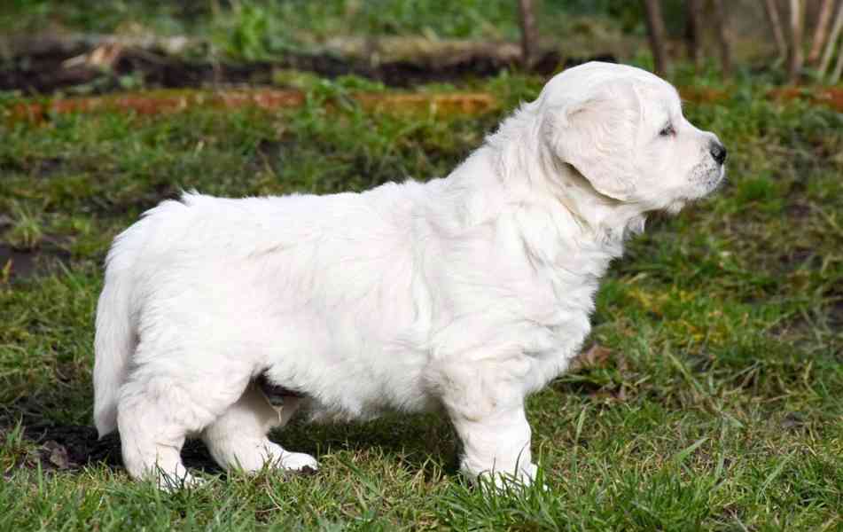 Golden retriever for sale Puppy with pedigree Due to a cance - foto 3