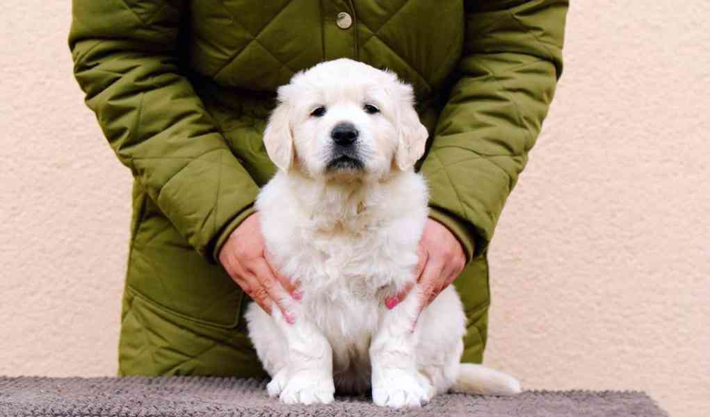 Golden retriever for sale Puppy with pedigree Due to a cance - foto 2