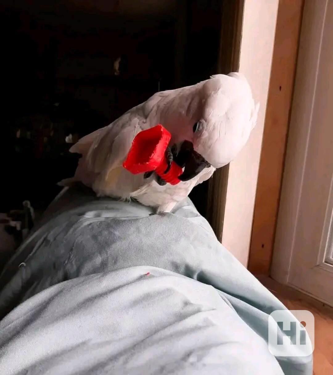 Papoušci kakadu k dispozici k přemístění - foto 1