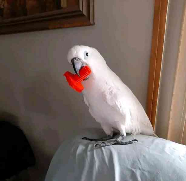 Papoušci kakadu k dispozici k přemístění - foto 2