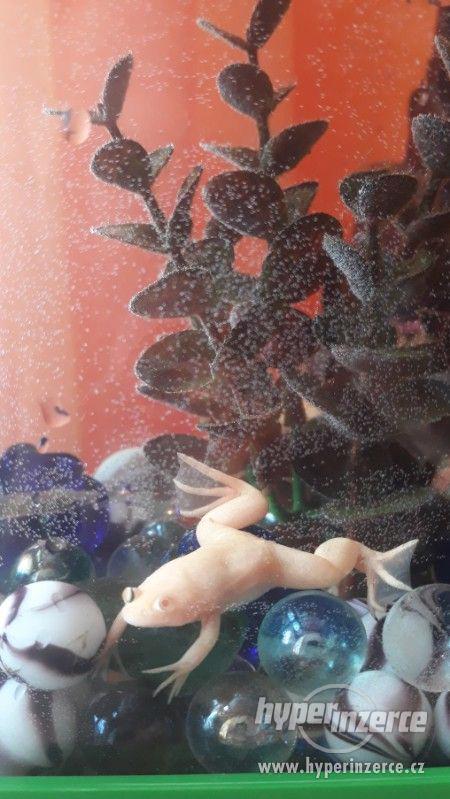 Drápatka (akvarijní žabka) - foto 2