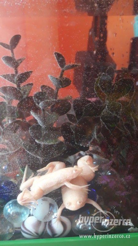 Drápatka (akvarijní žabka) - foto 3