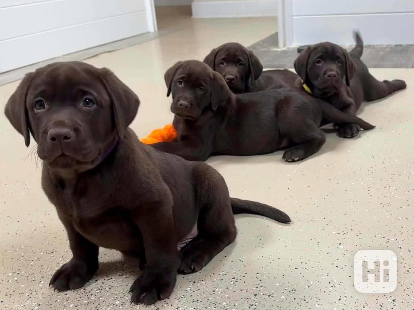 Štěňata labradorského retrívra - foto 1