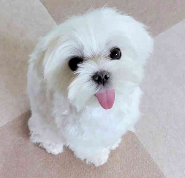 štěňata maltézského ovčáka k adopci  - foto 2