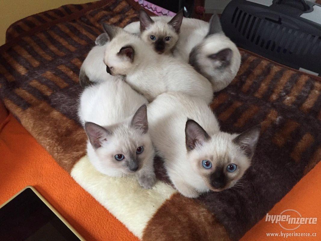 Thajské kotě s PP - foto 1