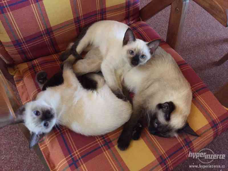 Thajské kotě s PP - foto 2