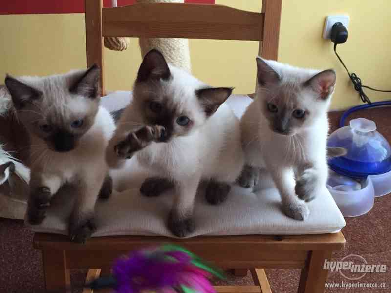 Thajské kotě s PP - foto 3