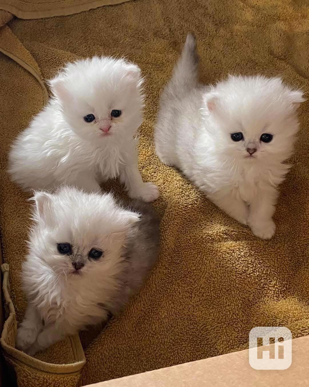 Perská koťata:WhatsApp:+34 691 11 04 90‬ pokud máte zájem, n - foto 1