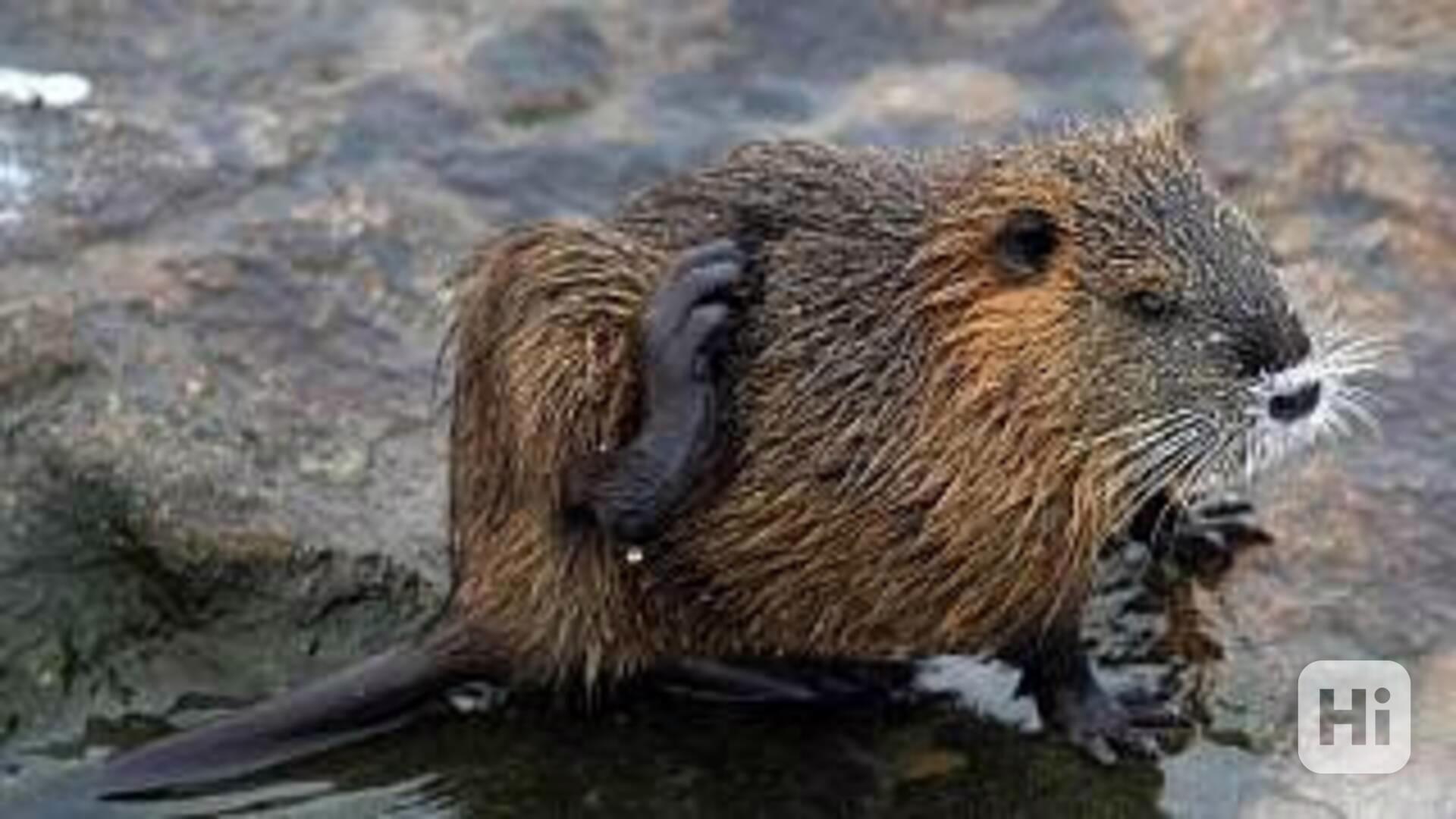 Nutrie na maso i na chov. - foto 1