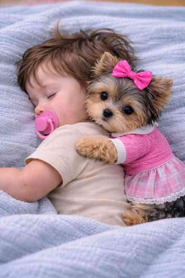 Štěňata Yorkshire - foto 1