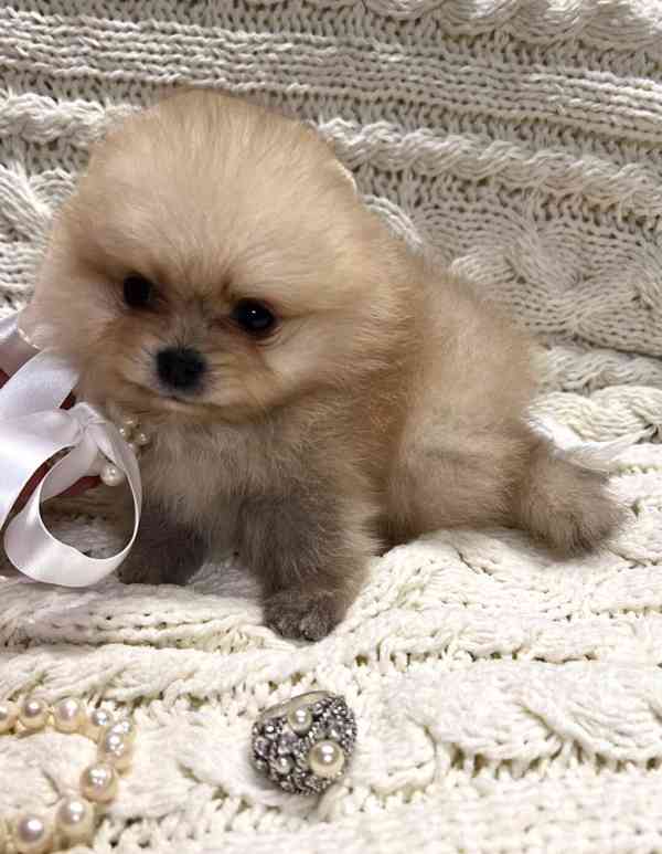Vynikající štěňata pomeranianů - foto 1