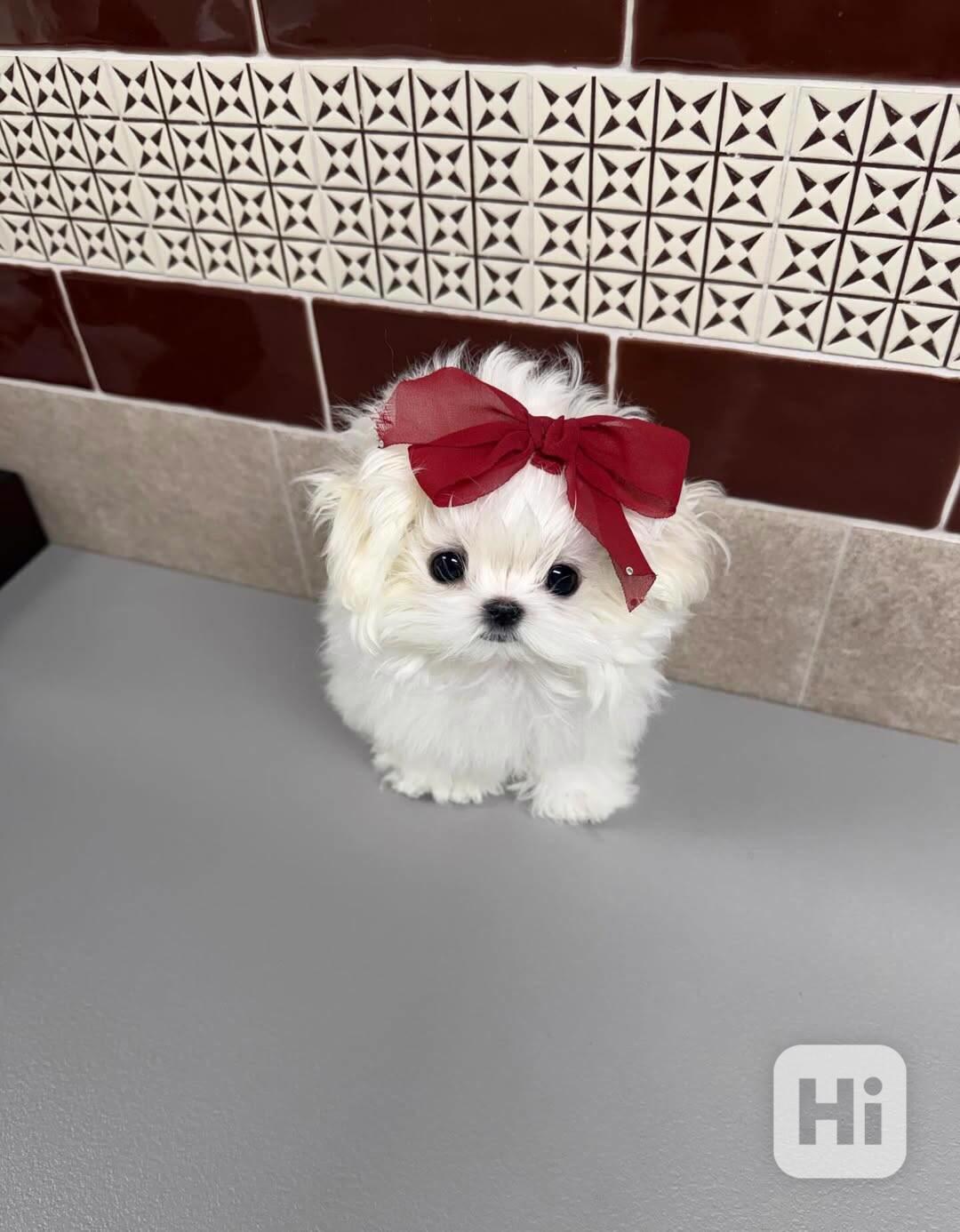 štěňata maltézského ovčáka k adopci - foto 1