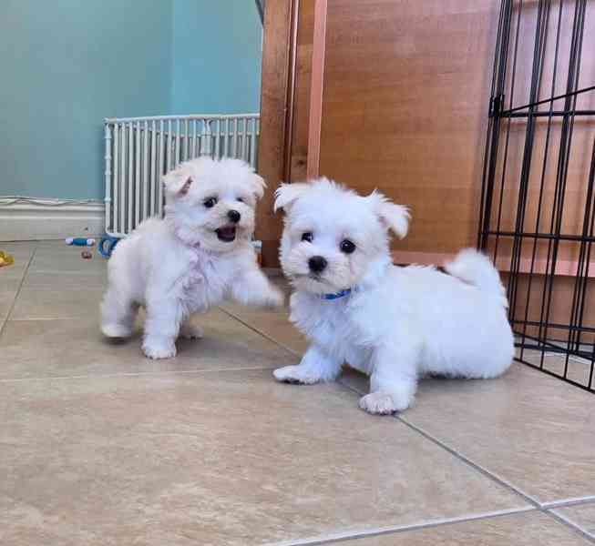 štěňata maltézského ovčáka k adopci - foto 3