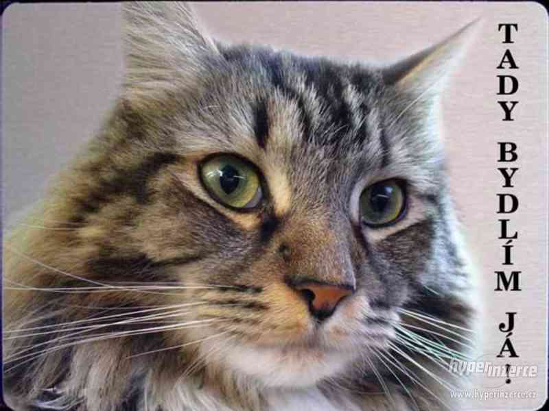 Luxusní hliníková cedule Mainská mývalí kočka - foto 1