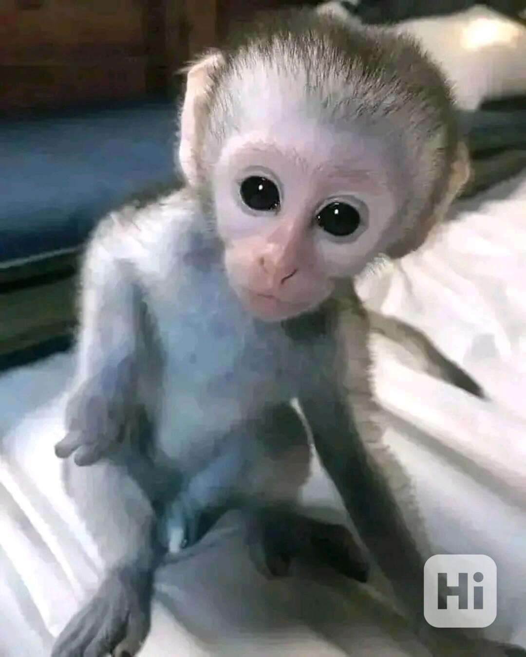  Kapucíni odchovaní mláďaty - foto 1