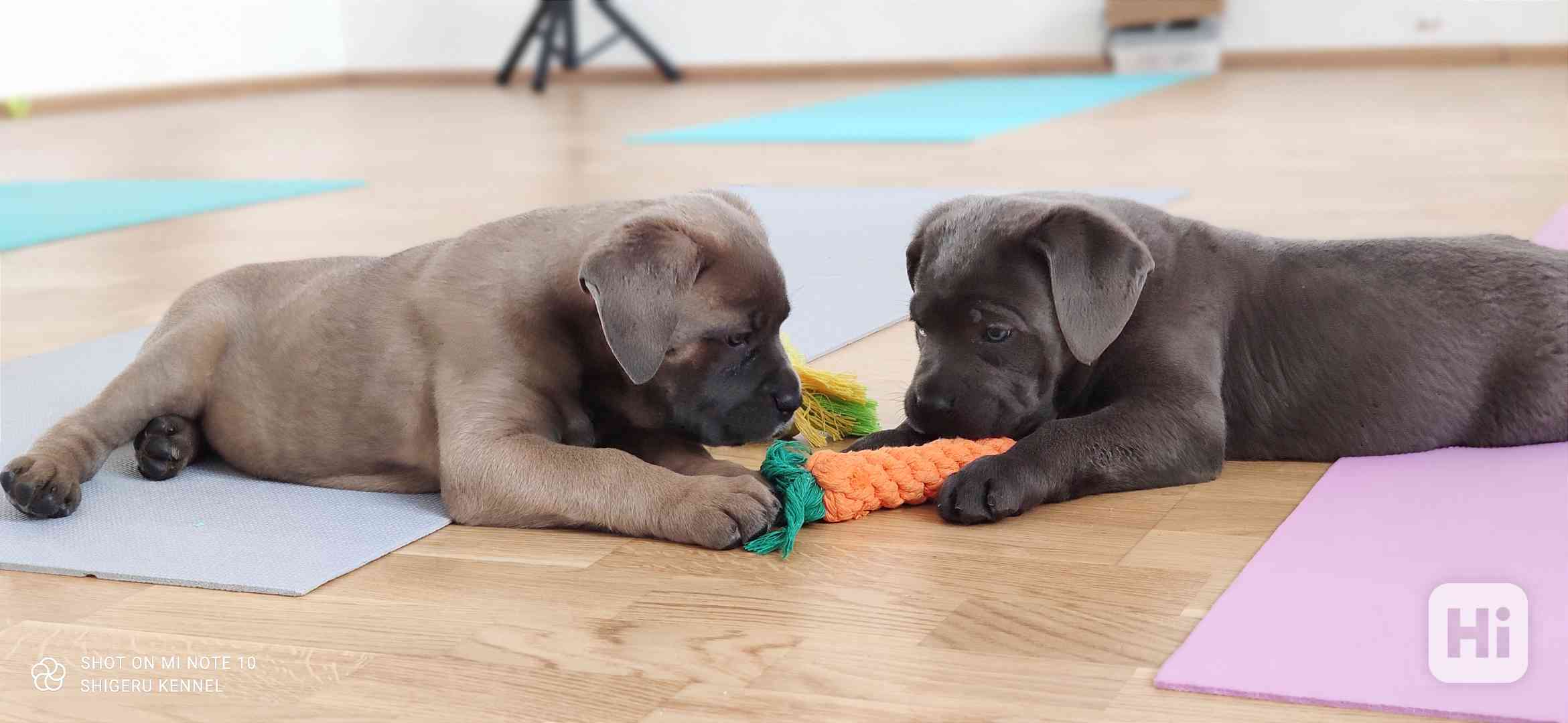 Cane Corso  - foto 1