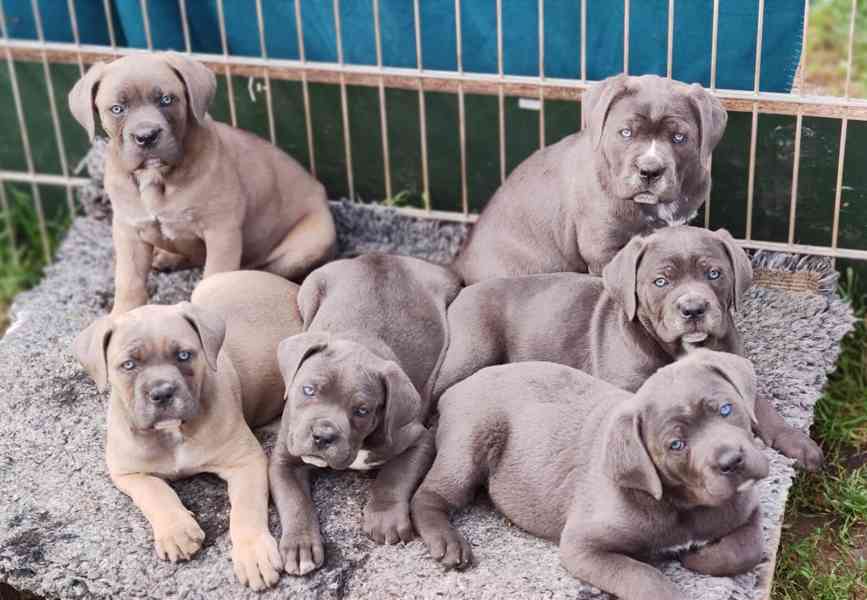 Cane Corso  - foto 2