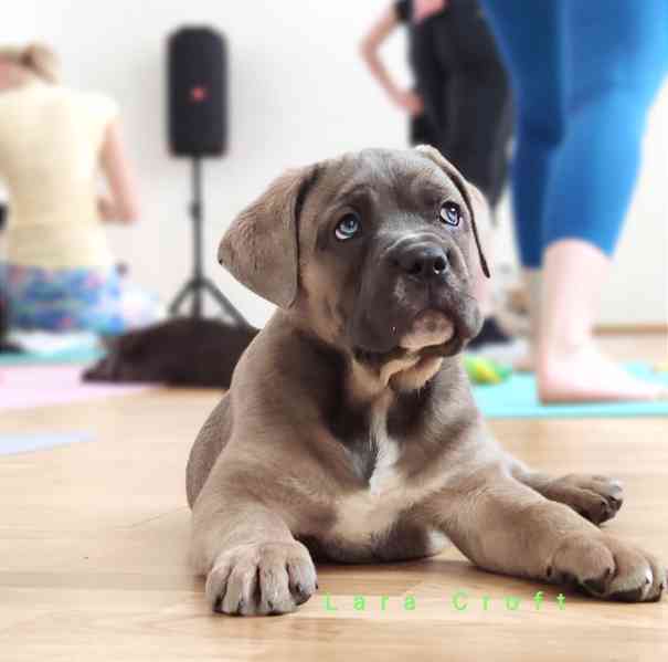 Cane Corso  - foto 7