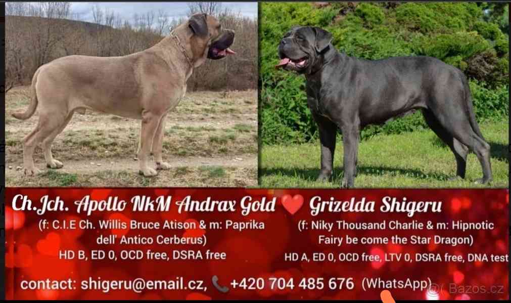 Cane Corso  - foto 5