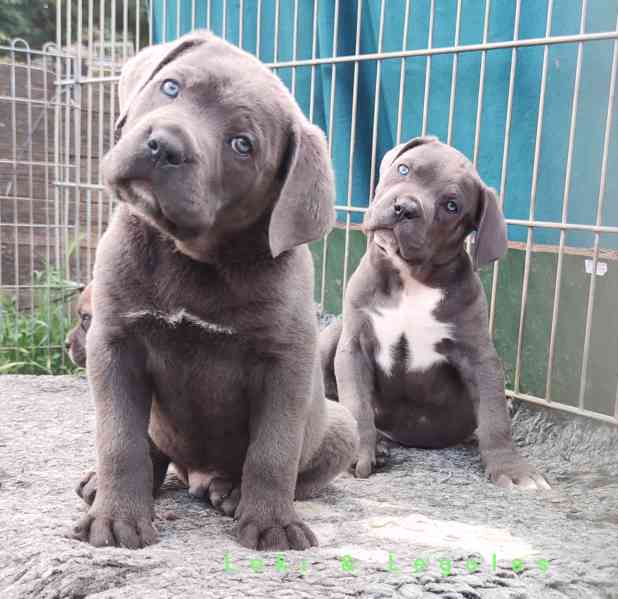 Cane Corso  - foto 6