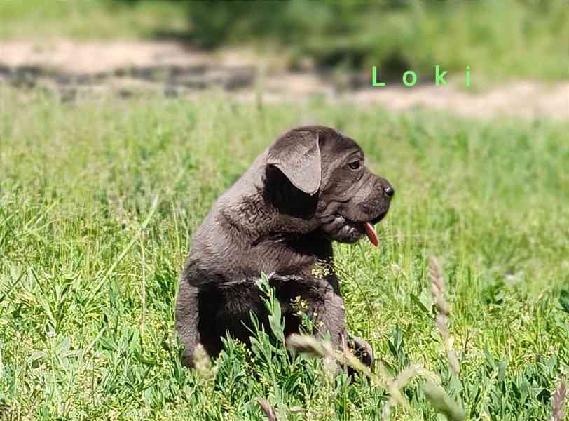 Cane Corso  - foto 9