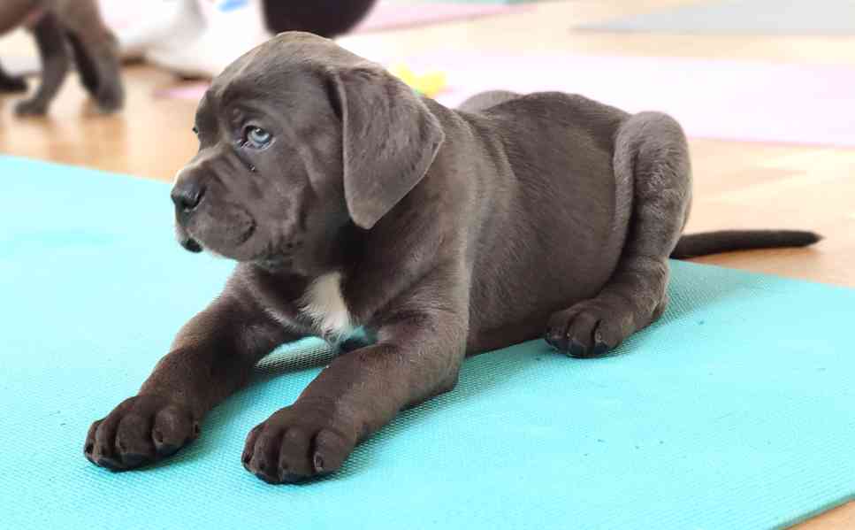 Cane Corso  - foto 4