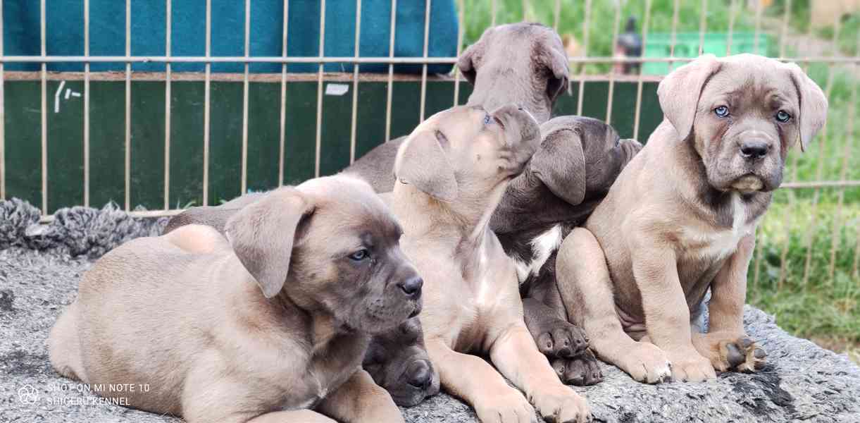 Cane Corso  - foto 3