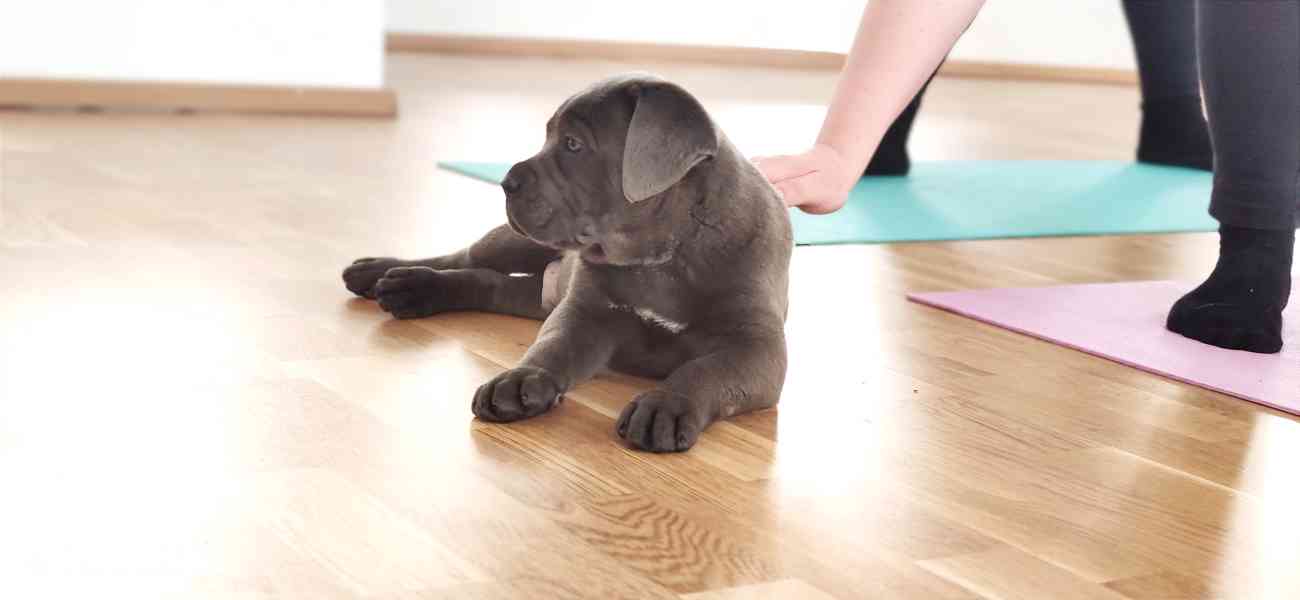 Cane Corso  - foto 8