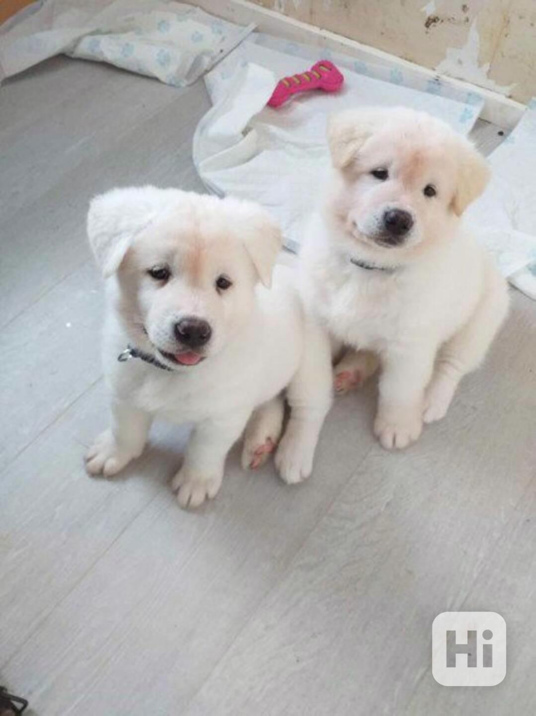 Psi a štěňata plemene Akita Miselele pro novou rodinu. - foto 1