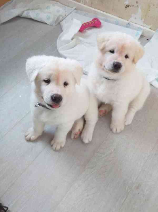 Psi a štěňata plemene Akita Miselele pro novou rodinu. - foto 1