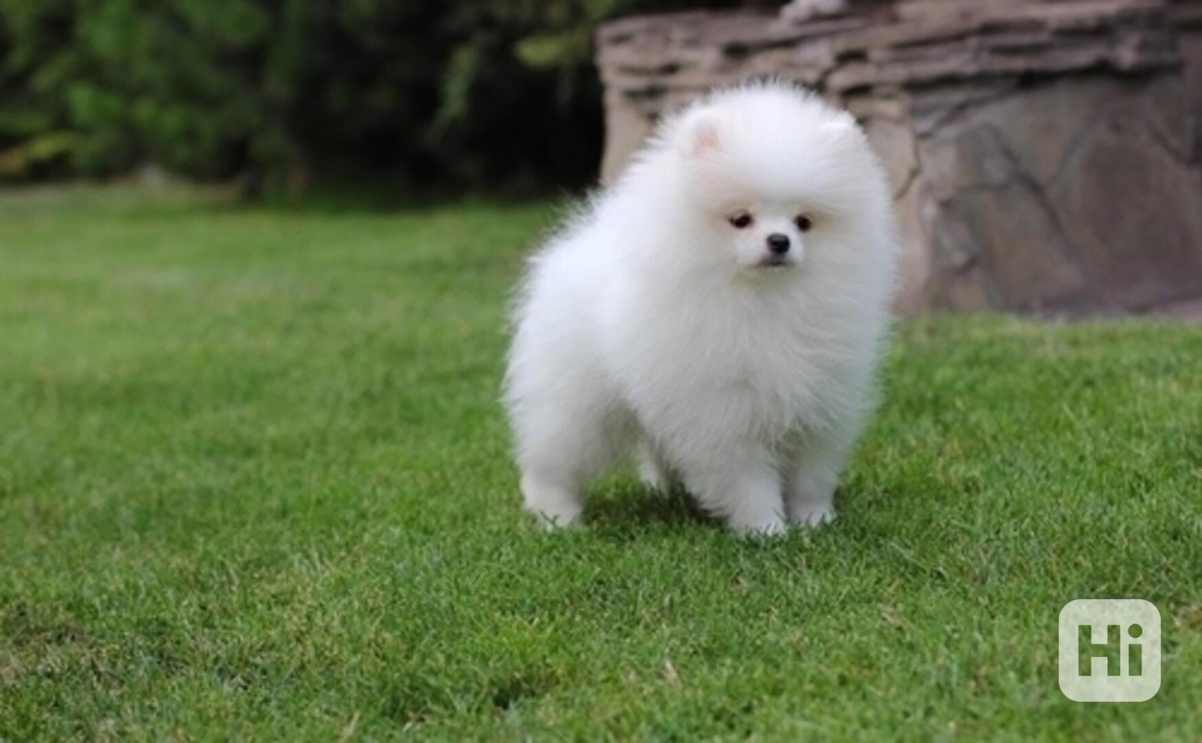 Zdravá štěňata Pomeranian připravena - foto 1