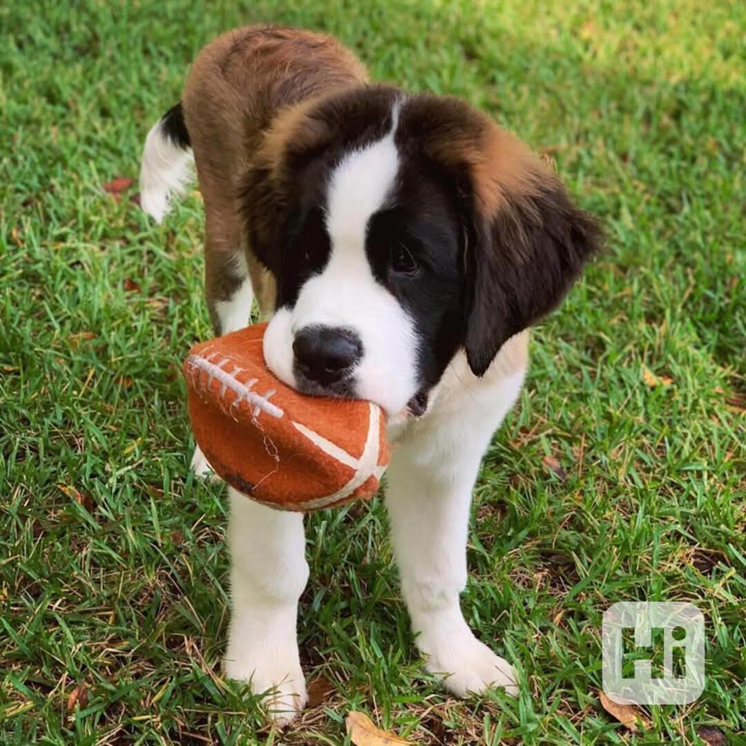 Adoptujte si ho, prosím - foto 1