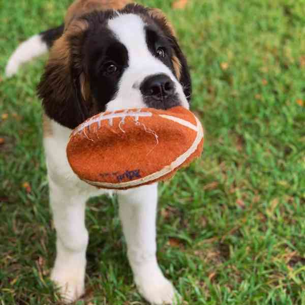 Adoptujte si ho, prosím - foto 2