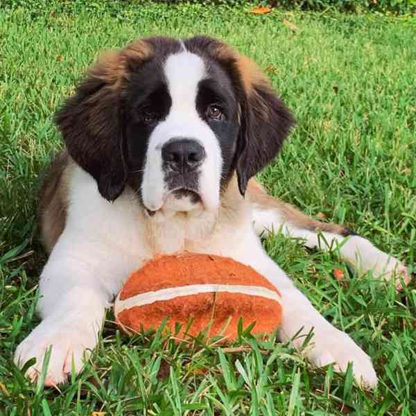 Adoptujte si ho, prosím - foto 3